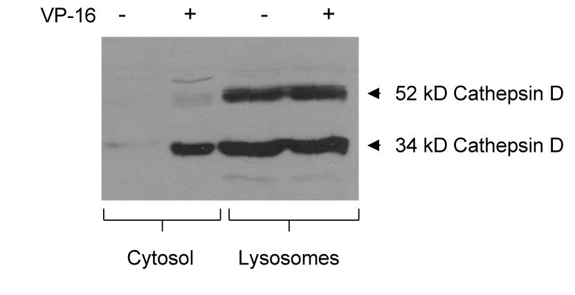 Figure 3.4. Cathepsin D relocalizes from the lysosomes to the cytosol following VP- 16 treatment. U937 cells (20x10 6 cells) were treated with 2 µm VP-16 or 0.