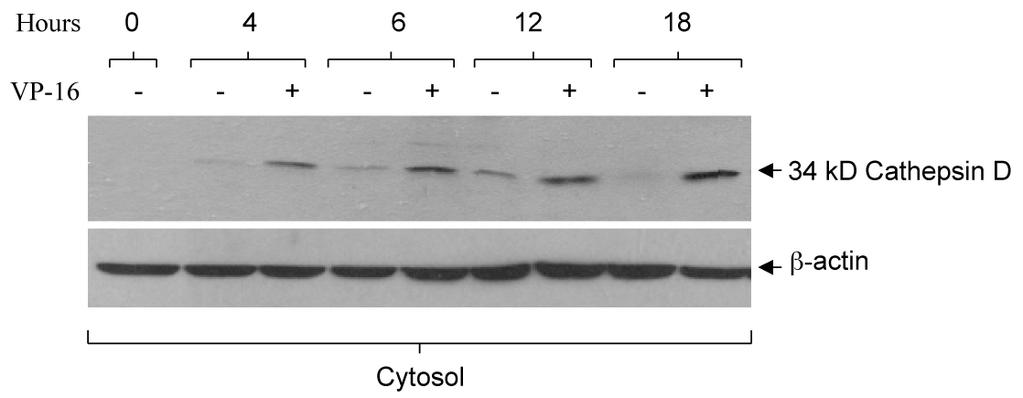 Figure 3.5. Cathepsin D is released into the cytosol over 18 hours of VP-16 treatment. Wild-type U937 cells were treated with 2 µm VP-16 over a period of 18 hours.
