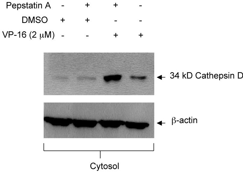 Figure 3.10. Release of cathepsin D into the cytosol is not dependent on cathepsin D activity. Wild-type U937 cells were treated with 100 µm pepstatin A prior to 2 µm VP- 16 treatment for 18 hours.