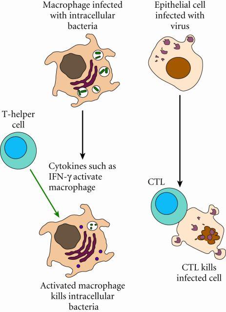 Chapter 16 CELL MEDIATED IMMUNITY Cell Mediated Immunity Also known as Cellular Immunity or CMI The effector phase T cells Specificity for immune recognition reactions TH provide cytokines CTLs do