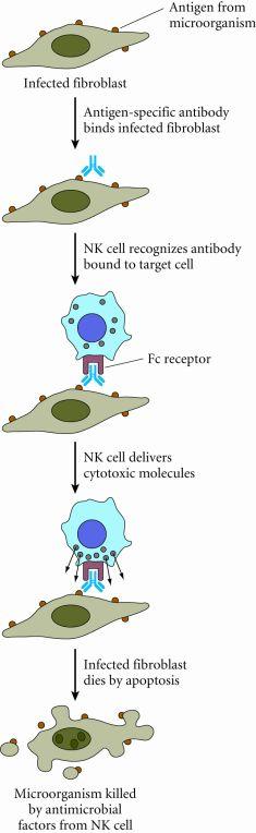 Antibody-dependent cell-mediated cytotoxicity (ADCC) Specific Vs.