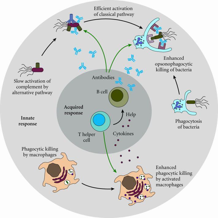 efficiency of these innate immune mechanisms Antibodies produced by B cells can mediate classical pathway complement activation and opsonize targets for enhanced phagocytosis T cells (TH1) enhance
