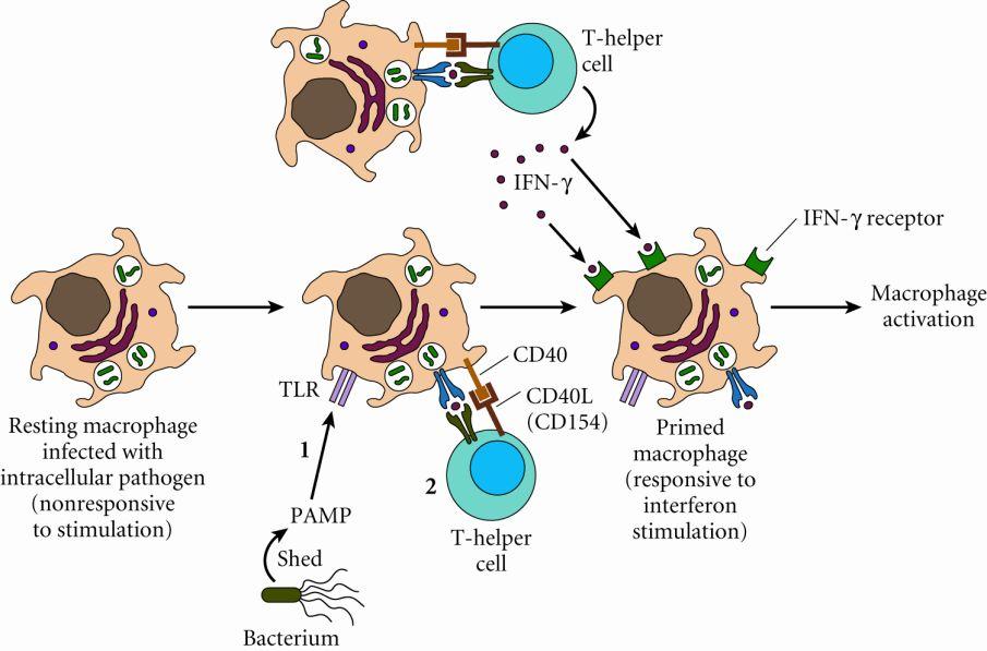 it with antigen specificity of T cell receptor (TCR) NK cells do it without antigen specificity General mechanism of target cell recognition Usually engage by killer activational receptor (KAR)