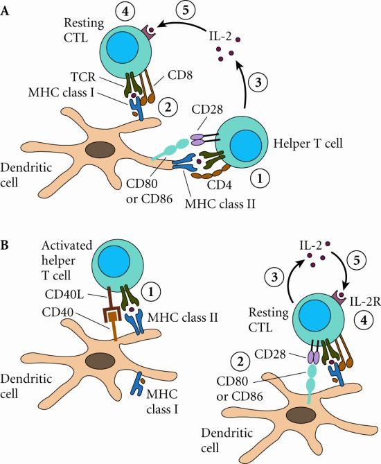 Indirect Activation of a naïve CD8+ CTL precursor by T helper (TH) cells CTL and TH cells are activated by a DC Indirect Activation of a naïve CD8+ CTL precursor by T helper (TH) cells Paracrine