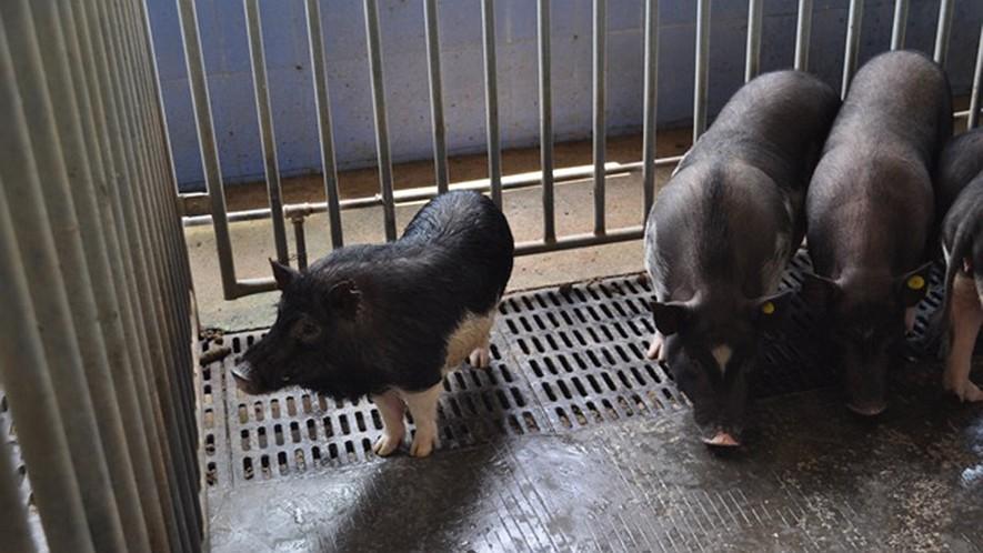 Chinese company edits pig DNA, develops piglets that will stay petsized By Los Angeles Times, adapted by Newsela staff on 10.30.