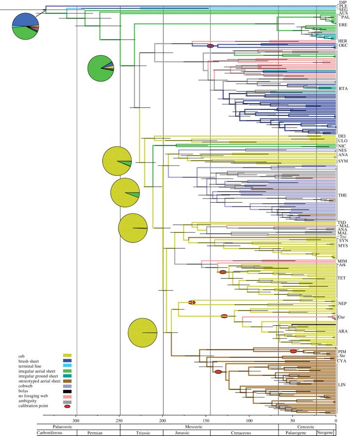 The Evolutionary History of Spiders and Web Making Cobweb Orb webs evolve (species in yellow) Cobweb Cobweb Dimitrov et al 2012 Tangled in a sparse spider web: single origin of orb weavers and their