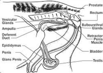 REPRODUCTION: PARTS OF REPRODUCTIVE SYSTEMS HANDOUT 2 SHEEP REPRODUCTIVE SYSTEMS REPRODUCTIVE TRACT OF THE RAM