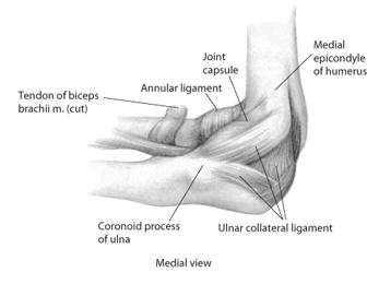its bony stability is unlocked, allowing for more side-to-side laxity Stability in flexion is more dependent on the lateral (radial collateral ligament) & the medial or (ulnar collateral ligament)