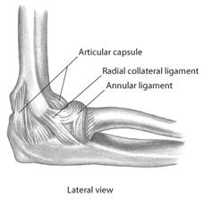 6-7  6-8 Ulnar collateral ligament is critical in providing medial support to prevent elbow from abducting when stressed in physical activity Many contact sports & throwing activities place stress on