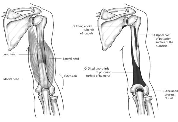 Triceps Brachii Muscle Anconeus Muscle All heads: extension of elbow Long head: extension of shoulder joint; adduction of