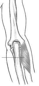 org/asmiweb/mpresentations/mmp.htm Biomechanics of the Elbow during Throwing American Academy of Orthopaedic Surgeons http://orthoinfo.aaos.org/category.cfm?