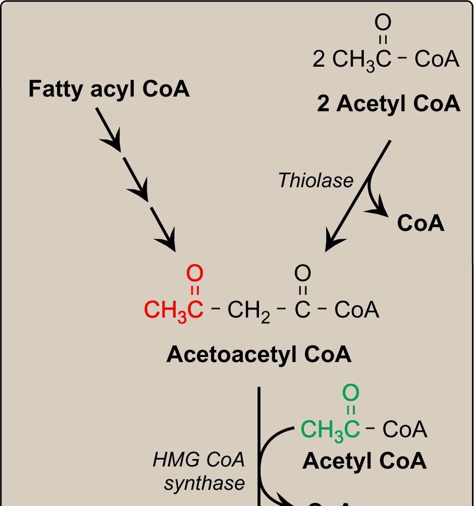 Synthesis: In Liver Precursor: Ketone Bodies Acety CoA At high rate during: -Fasting -