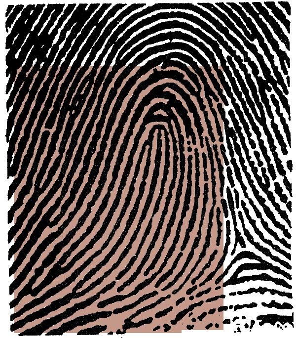 The fingerprint pattern, such as the print left when an inked finger is pressed onto paper, is that of the friction ridges on that