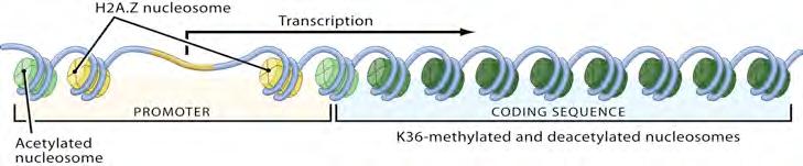 Chromatin domains along a transcription unit