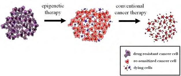 of these six tumor traits. Epigenetic therapy can resensitize cancer cells to conventional therapies.
