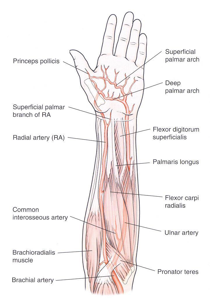 The second artery that can be used as arterial conduit for coronary graft is Radial Artery (RA).