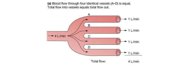 Blood volume: The sum of all blood cells and blood plasma volume.