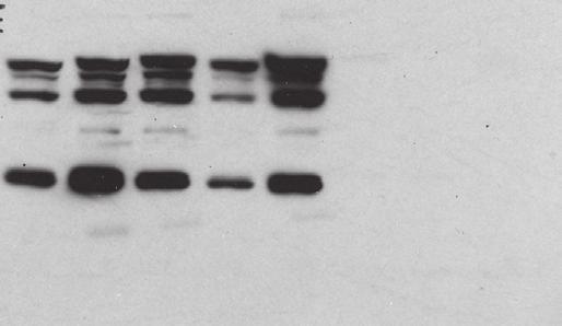 Full-length images of Western blots shown in main-text Figure 1.