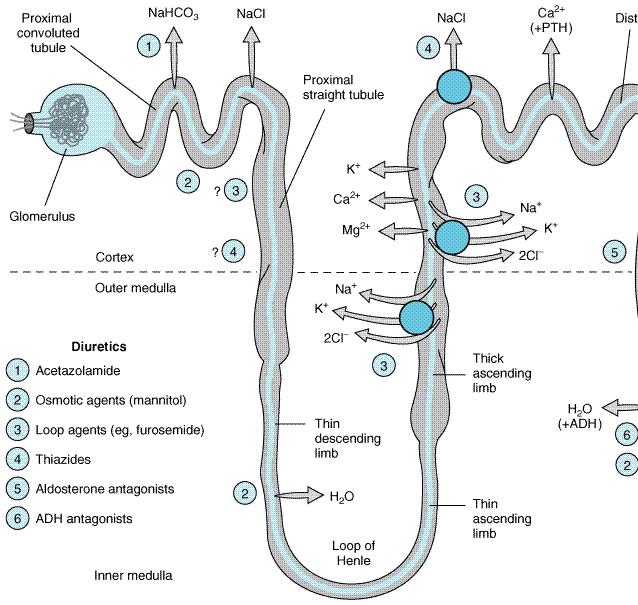 Tubule transport systems and sites of action of diuretics. Katzung PHARMACOLOGY, 9e > Section III. Cardiovascular-Renal Drugs > Chapter 15.