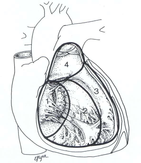 The Ventricular Septum AV canal septum (1) Muscular septum including the trabecular