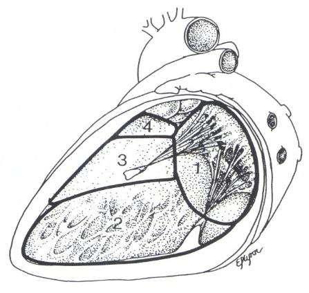 The Ventricular Septum Left ventricular view AV canal septum (1) Muscular