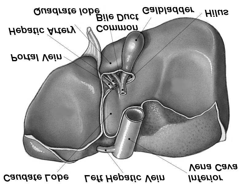 From the hilus, they branch and rebranch within the liver to form a system that travels together in a conduit structure, the portal canal (Figure 2.2).