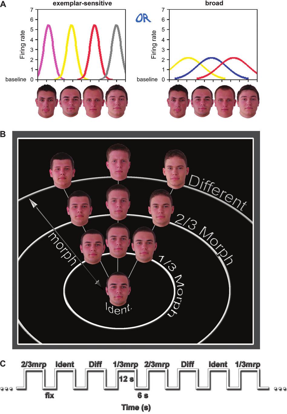 Gilaie-Dotan Figure 1. Face representations: models and experimental design. (A) Two possible alternatives for how neurons represent faces in face-selective regions.