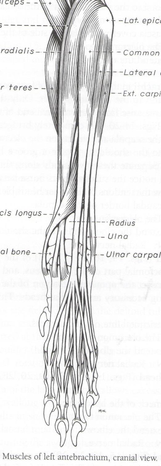 Muscles of the Carpal Joint 2) M. extensor carpi ulnaris = M.