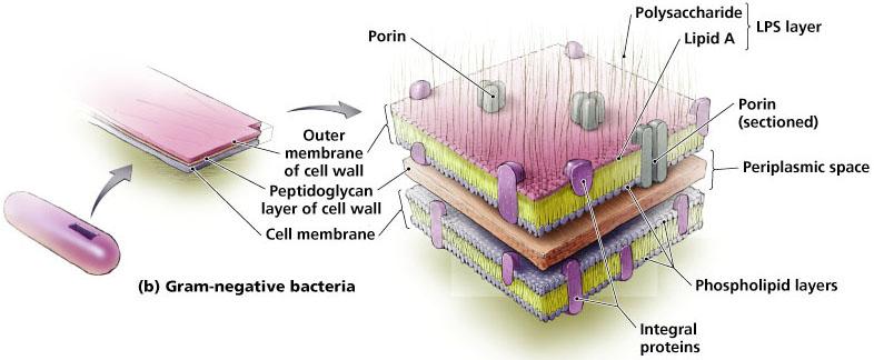 Acid-Fast Genera Examples Mycobacterium Nocardia Gram-negative cell walls Gram-stain pink