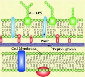 Periplasmic space Between outer membrane and cell membrane