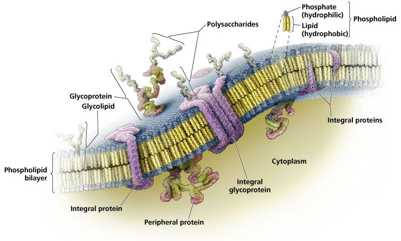 Prokaryotic Cytoplasmic Membrane Functions of Cytoplasmic Membrane Selectively permeable