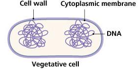 Endospores Formed by Bacillus and Clostridium Defensive