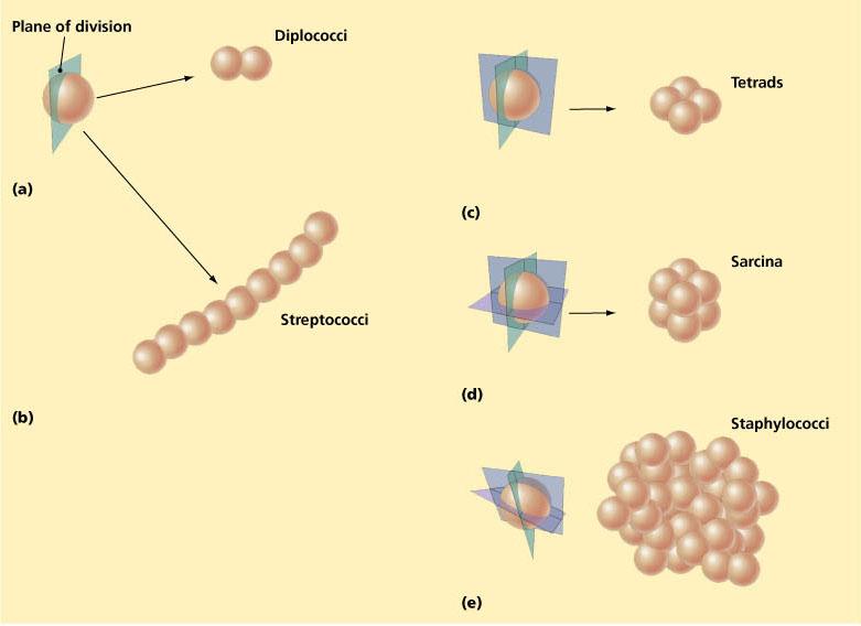 cells Cocci multiple planes Bacilli single