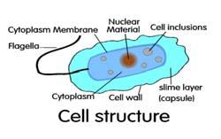 Prokaryotic Cell Structures External structures Glycocalyx Flagella Pili / fimbriae Cell wall Gram-positive and Gram-negative Cell membrane