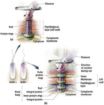 Flagella Filament,