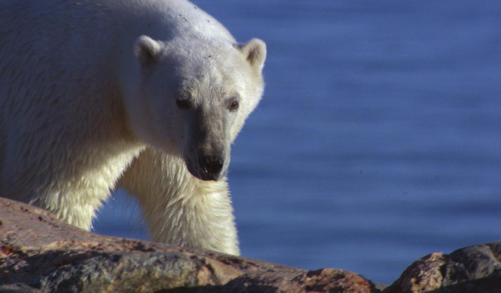 THE POLAR BEAR POLAR BEAR FACTS found throughout the Arctic on ice-covered waters from Canada, to Norway, parts of the USA, Russia and Greenland will travel hundreds of miles in search of food can