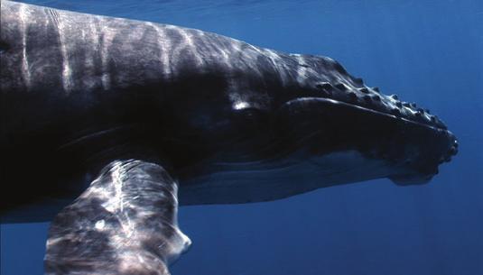 LIFE AT THE TROPICS AND THE POLES Humpback whales live at the surface of open oceans and in the shallow coastal wards.