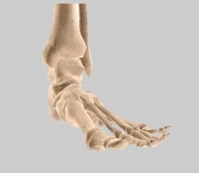 Unit 2: Biomechanics Biomechanics of Foot & Ankle Biomechanics is a term to describe movement of the body.