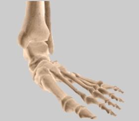 (Refer fig.18) Plantar flexion (Fig.18) Dorsiflexion Raising the foot upward. This movement is normally accompanied by eversion of the foot.