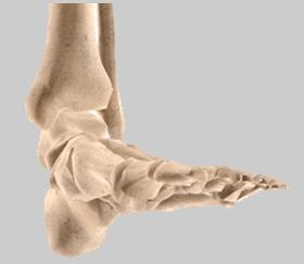 Unit 2: Biomechanics The toes allow four different movements: Plantar flexion Bending the toes towards the sole of the foot. (Refer fig.22) Plantar flexion (Fig.