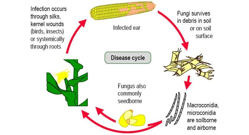 Spores in the air come into contact with the silks and grow through them, infecting the kernels. Fusarium moniliforme may also invade the ear via a systemic stalk infection.