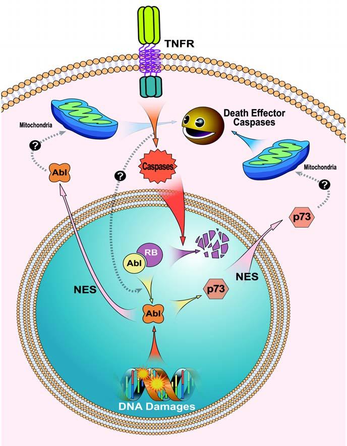 Jean Y. J. WANG Fig. 1 Nucleo-cytoplasmic communication in apoptotic signal transduction.