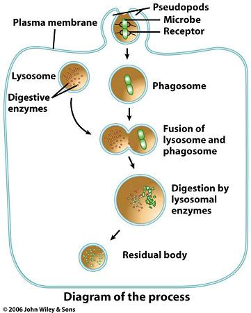 Endocytosis/Phagocytosis Phagocytosis is a vital