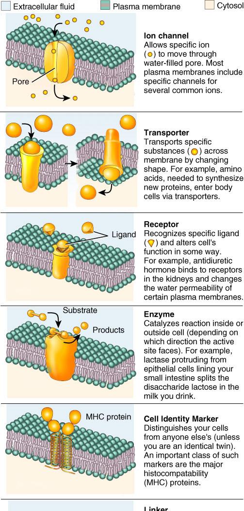 Functions of Proteins in Cell Membranes 1. protein channel for specific ions 2.