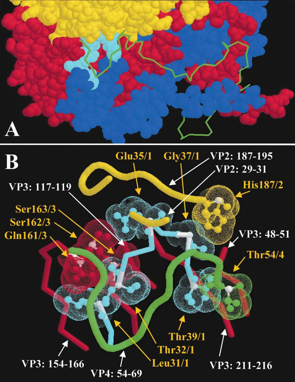 VOL. 75, 2001 UNCOATING AND INFECTIVITY OF CAV9 MUTANTS 959 FIG. 8. (A) Location of the VP1 hook in the three-dimensional structure of one protomer of CAV9, seen from the inside of the capsid.