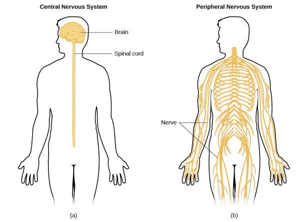 Main Divisions of the Nervous System Central Nervous System (CNS) Brain Spinal cord Main Divisions of the Nervous System
