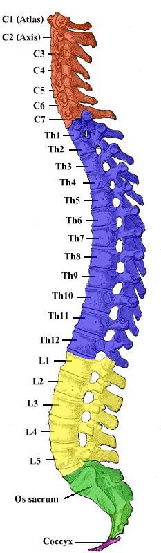 by vertebral column CNS Spinal