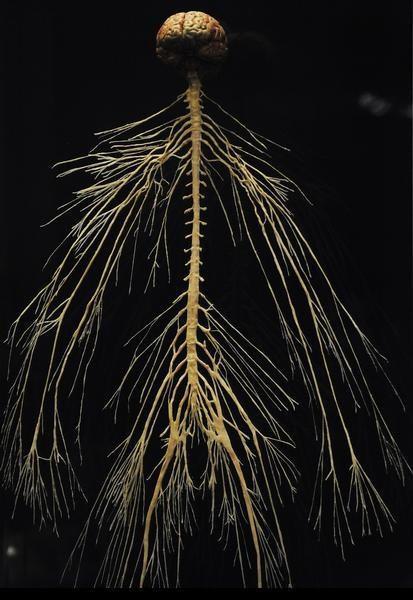 Peripheral Nervous System (PNS) The part of the nervous system comprising the nerves and ganglia outside of the brain and spinal cord.