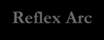 Reflex Arc Nervous