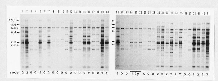 Fig. 3. Clone FOLR3 DNA fingerprints of 41 strains of Fusarium oxysporum f. sp. melonis. Total DNA was digested with EcoRV and fractionated on 0.8% agarose gel.